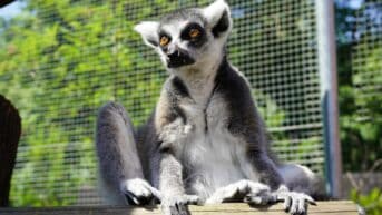 Lemur