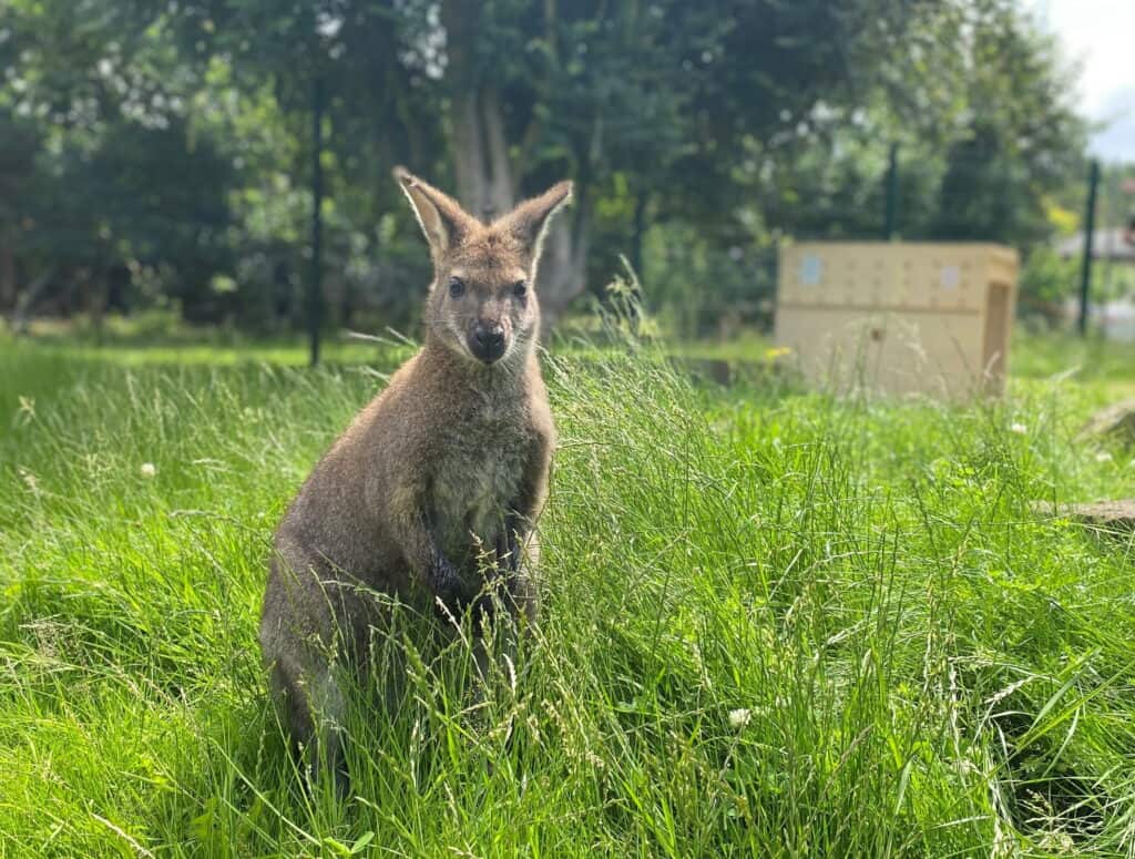 Bennett’s wallaby - Capel Manor Gardens