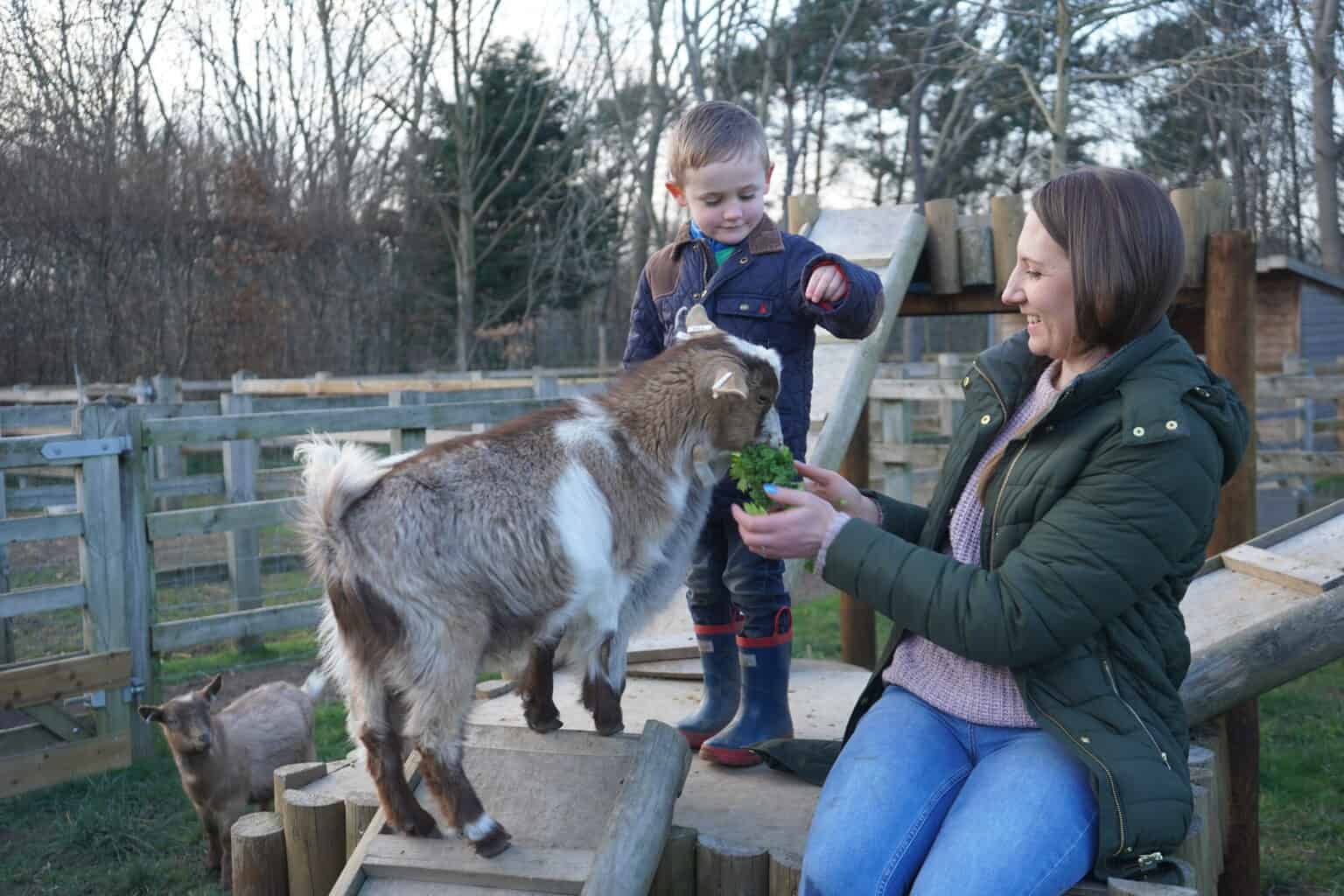 Pygmy goat experience Capel Manor Gardens