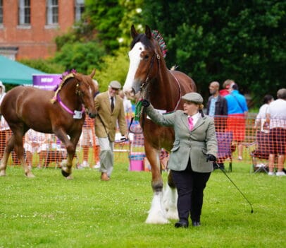 Herts Heavy Horse Show