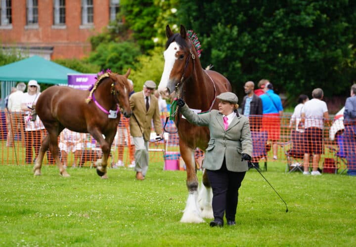 Herts Heavy Horse Show
