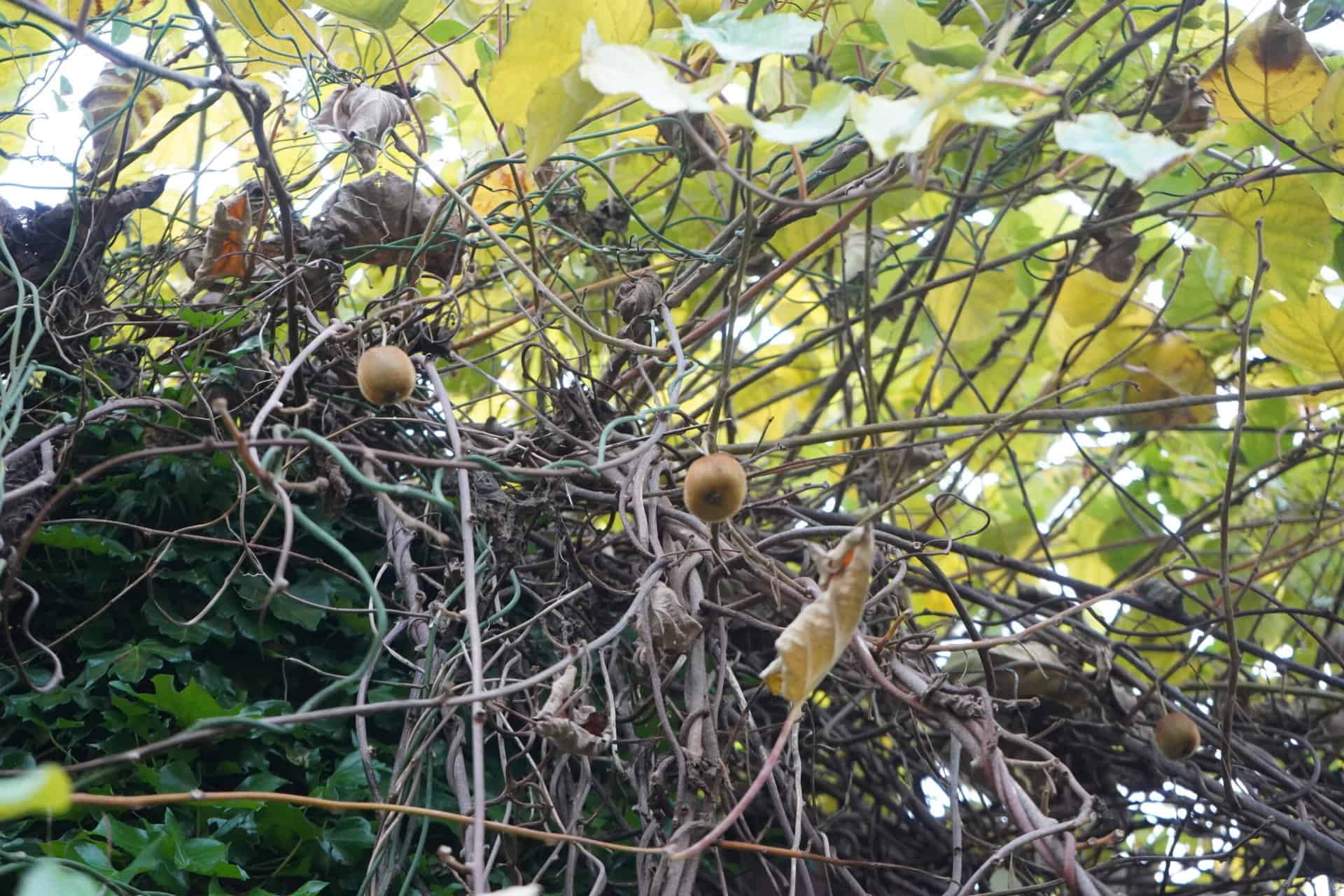 Winter Colours in the Gardens Capel Manor Gardens