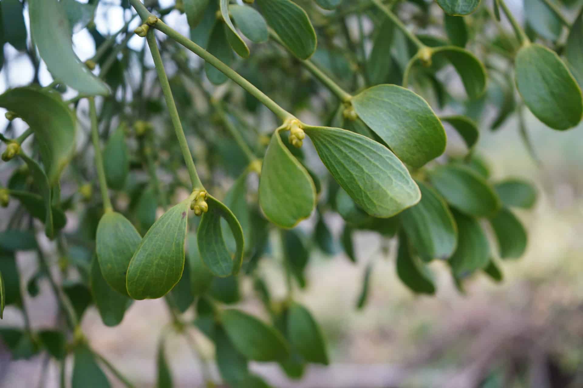 Winter Colours in the Gardens Capel Manor Gardens