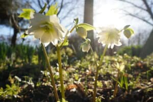 Hellebore (Helleborus) 