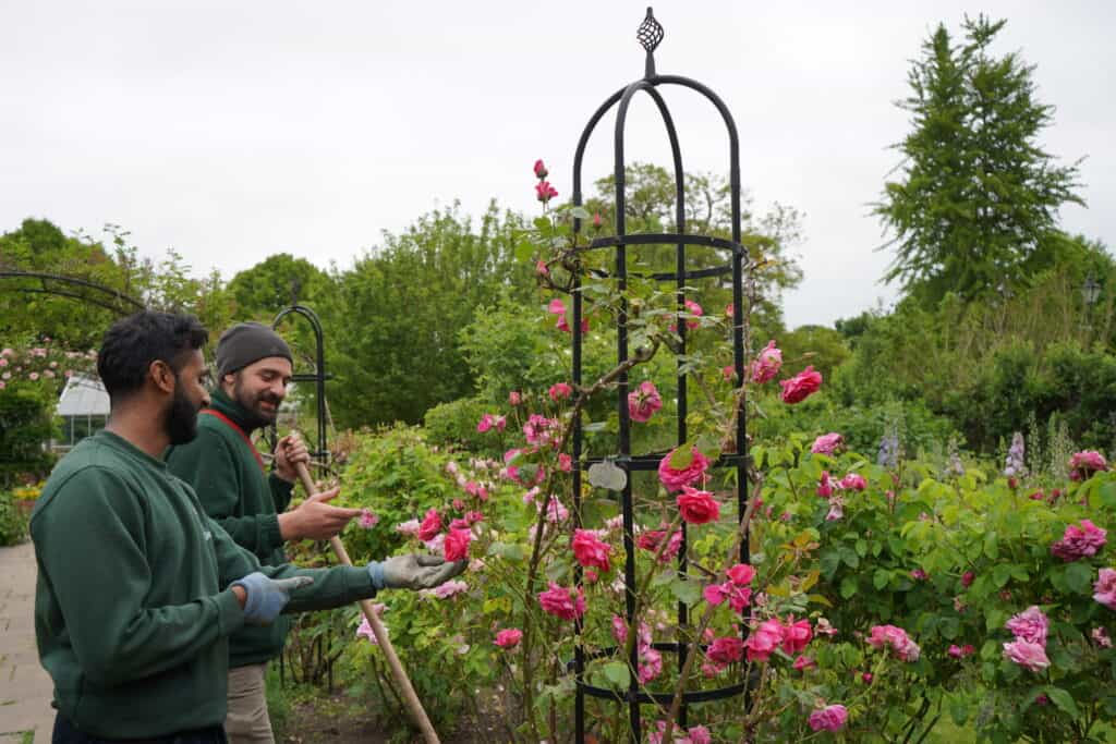Exploring Capel Manor Gardens in June A Floral Oasis Capel Manor Gardens