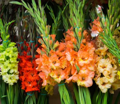 Beautiful gladiolus grown in Britain the UK