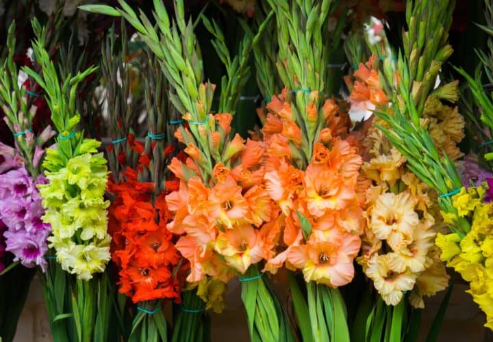 Beautiful gladiolus grown in Britain the UK