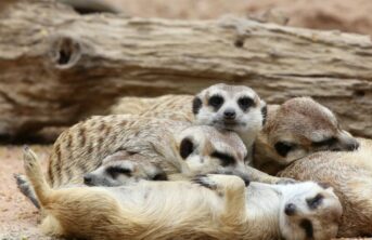 meerkats at Enfield