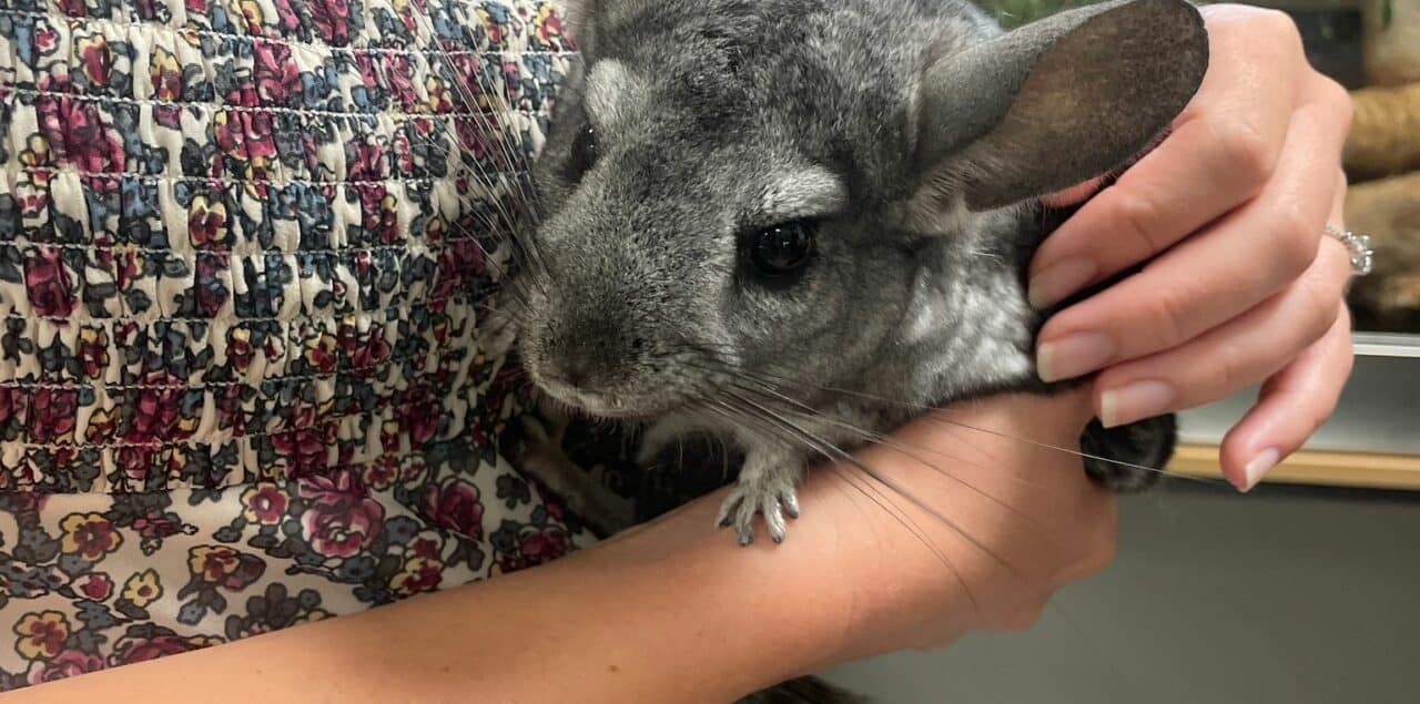 Lady stocking a chinchilla