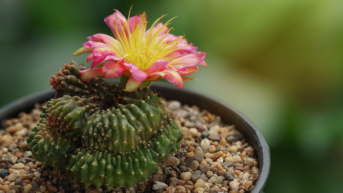 Flowering Cactus