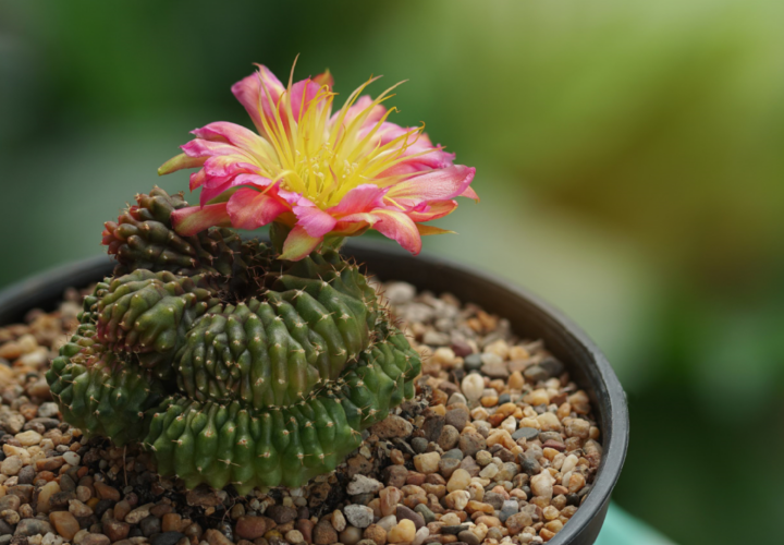 Cactus and Succulent Annual Show 2025 Capel Manor Gardens