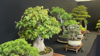 Bonsia trees at Capel Manor Gardens