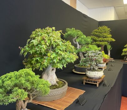 Bonsia trees at Capel Manor Gardens