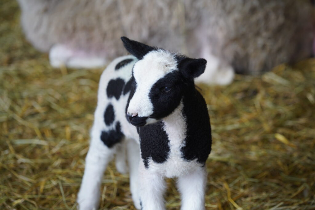 Lamb standing on hay