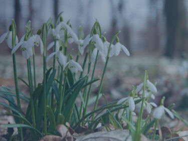 Snow drops in the gardens
