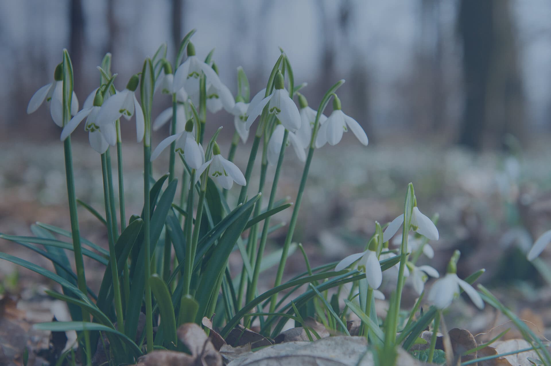 Snow drops in the gardens
