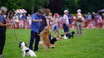 Dog show