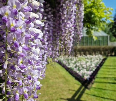 Beautiful wisteria flowers in full bloom during May at Capel Manor Gardens.