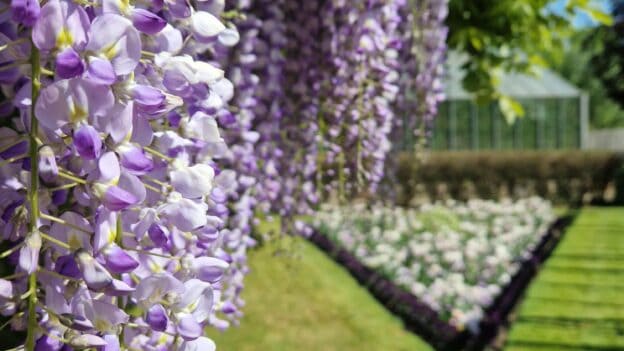 Beautiful wisteria flowers in full bloom during May at Capel Manor Gardens.